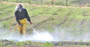 A las 10:00 del 21_02_06. Uso de Agroqu’micos en fincas, Tierra Blanca y alrrededores. En la foto. Wilbert Guillen, fumigando, zanahoria y cebolla,  en la finca El Pisco, entre Fatima y San juan de Chicua.  /Fotograf’a: Francisco Rodr’guez.E./La Nacion.