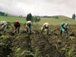 Agricultor señala que las importaciones exoneradas de impuestos perjudican la producción nacional