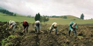 Agricultor señala que las importaciones exoneradas de impuestos perjudican la producción nacional