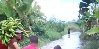 Agricultores intentan salvar sus cosechas, tras intensas lluvias (+ video)