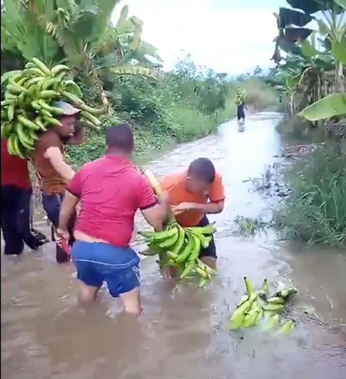 Agricultores intentan salvar sus cosechas, tras intensas lluvias (+ video)