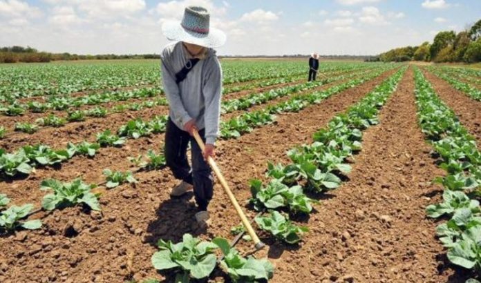 Reportan aumento de la producción agrícola en Venezuela en 2020