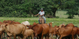 Presidente de Fedenaga informó cuánto gana un ganadero al mes