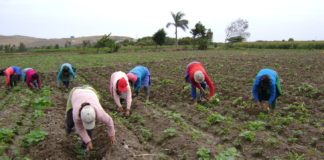 Aseguran que la falta de gasoil, robos y desinversión tiene en crisis a trabajadores agropecuarios