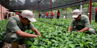 La producción de café en Venezuela retrocedió más de 100 años