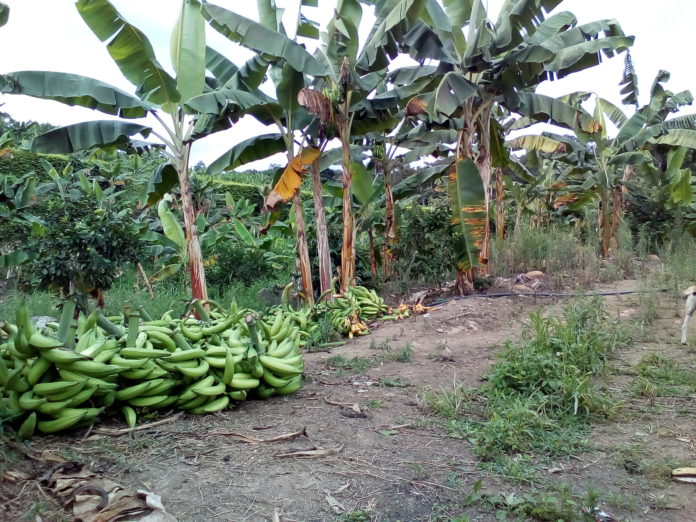 Reportan 70% de caída en la producción de plátano en Venezuela