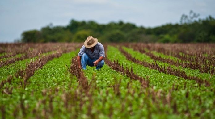 Presidente de Fedeagro: 