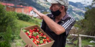 ¿Qué factores afectan la producción agrícola venezolana?