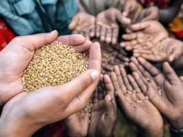 La FAO advierte sobre una crisis alimentaria generalizada