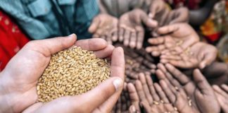 La FAO advierte sobre una crisis alimentaria generalizada